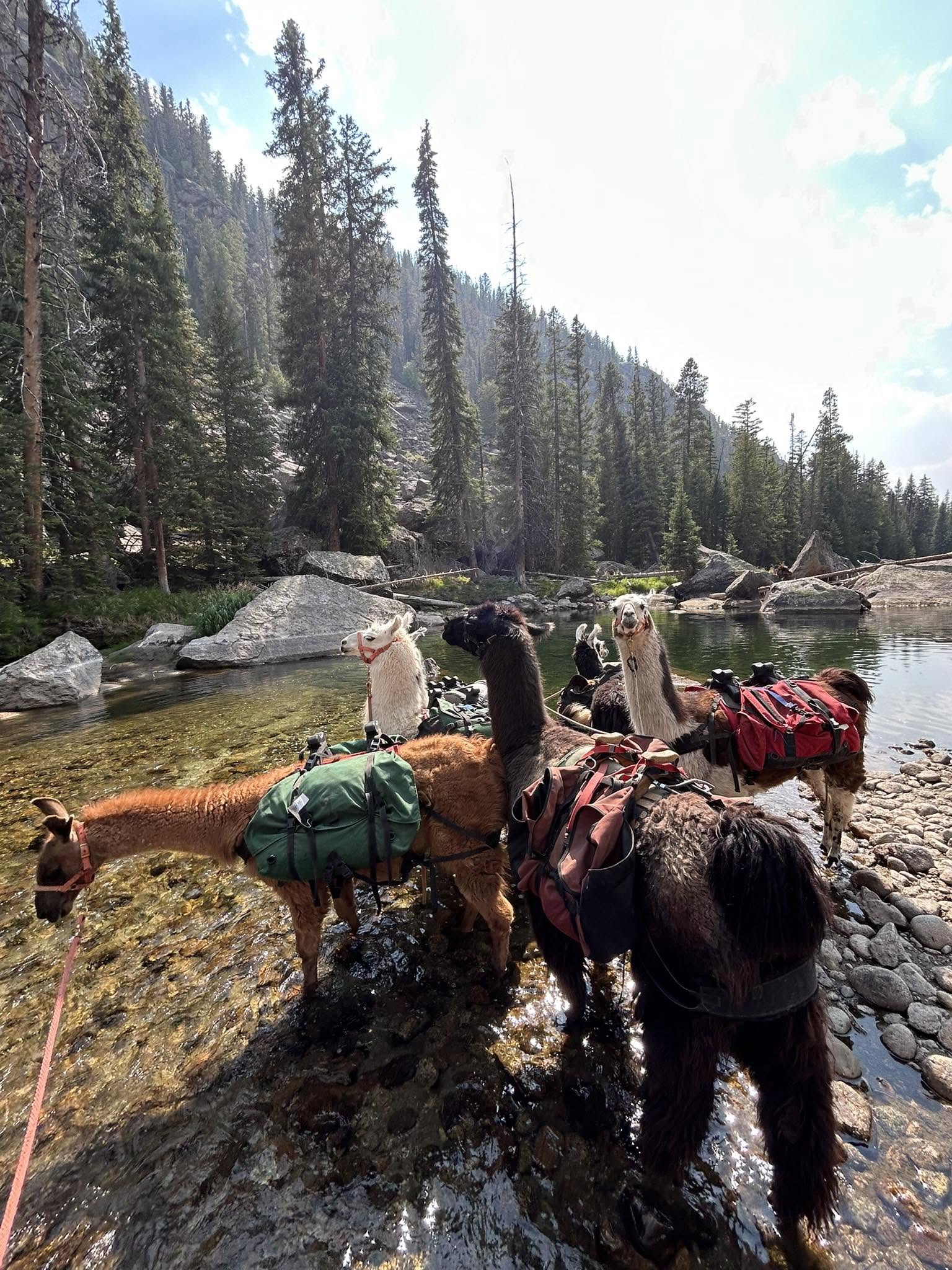 llama6